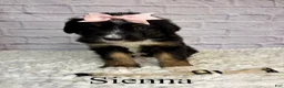 Bernedoodle dogs for sale: Sienna- Standard F1 - Ad 2