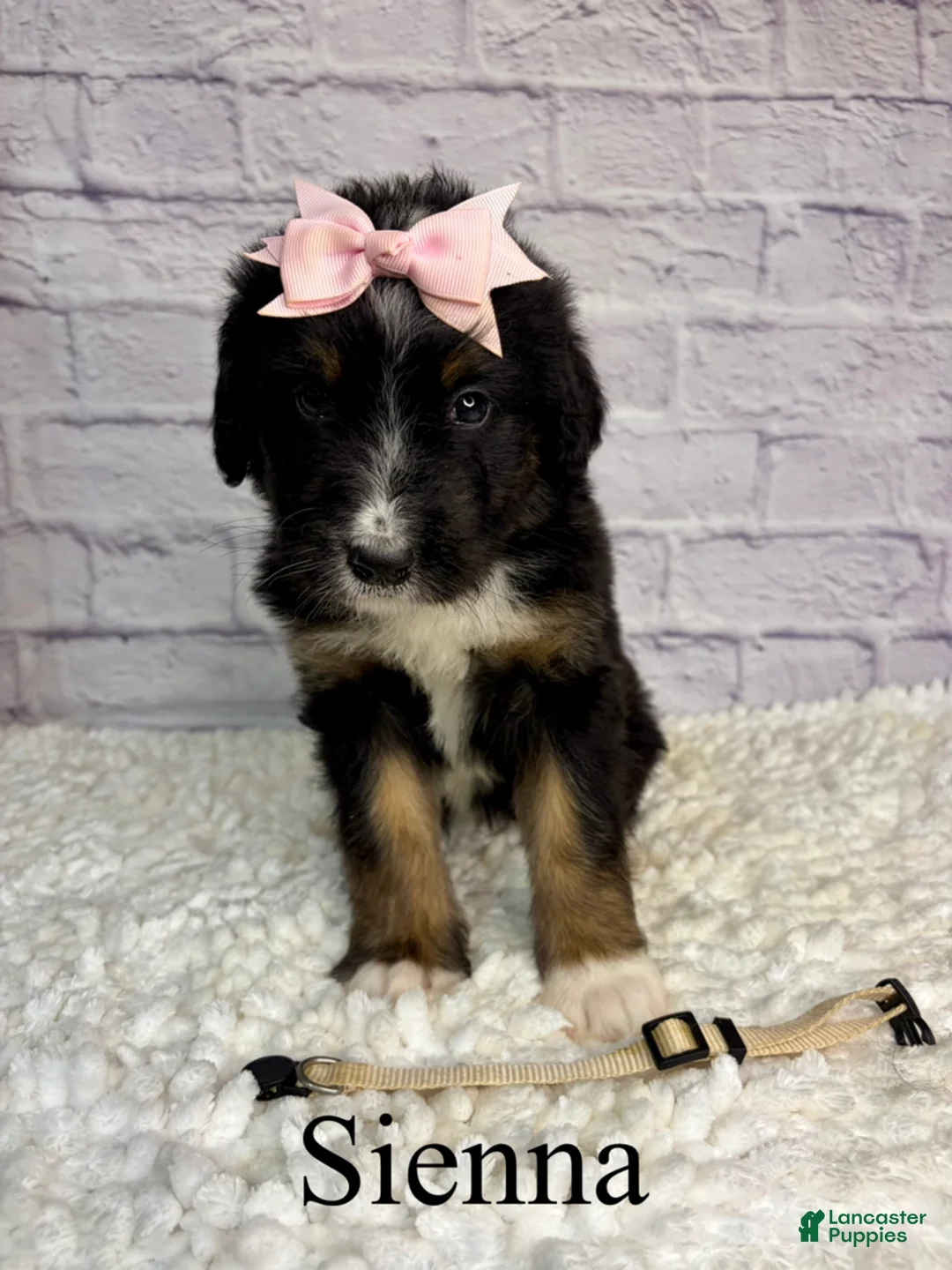Bernedoodle dogs for sale: Sienna- Standard F1 - Ad 2