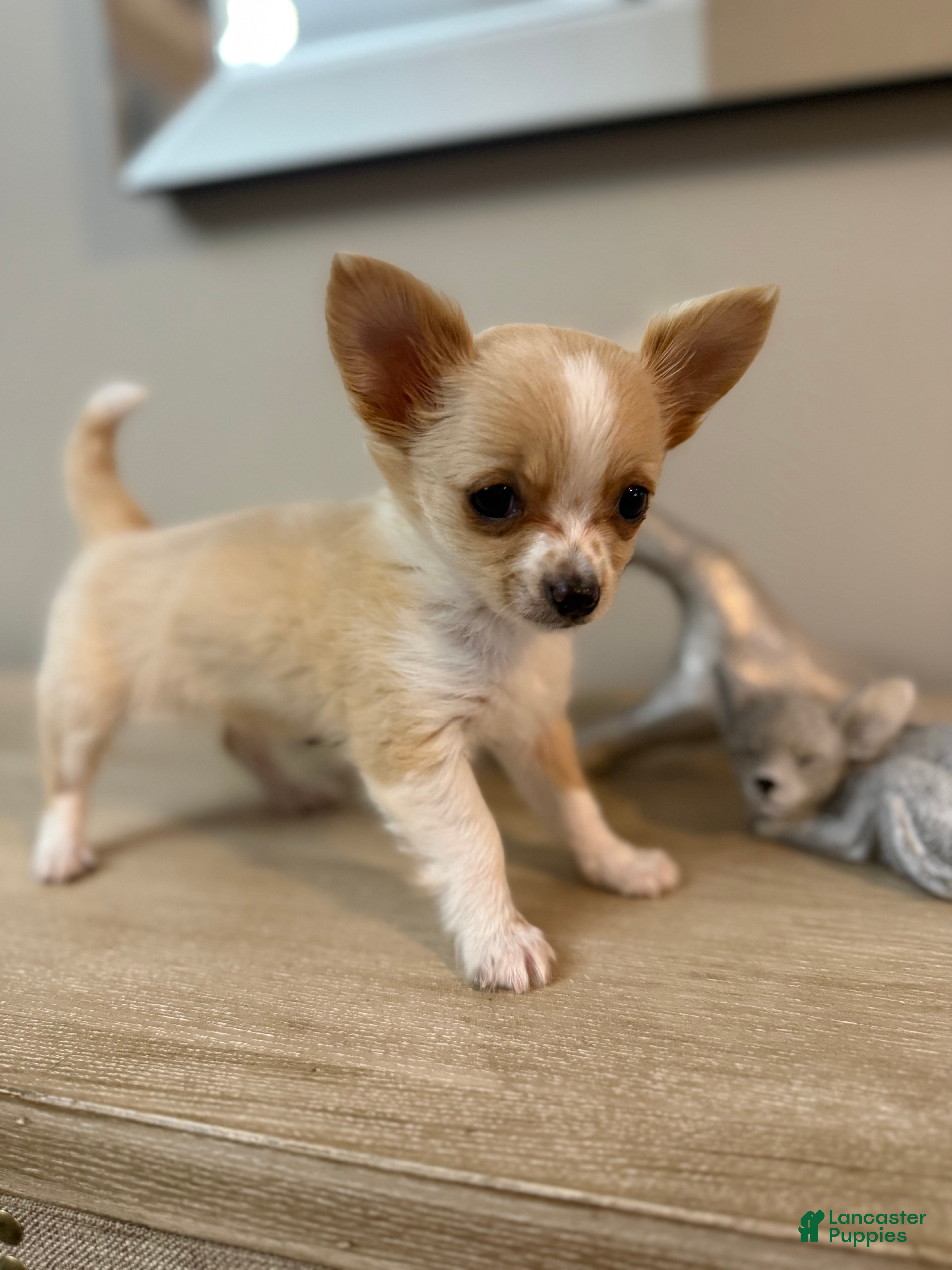 Chihuahua dogs for sale: AKC Dottie - Ad 2