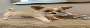 AKC Dottie