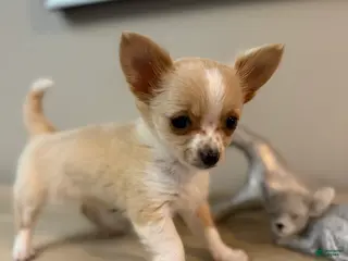 Chihuahua dogs for sale: AKC Dottie - Ad 2