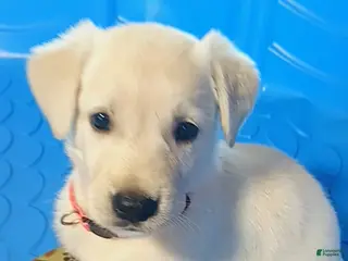Golden Shepherd dogs Dolly - Ad 40