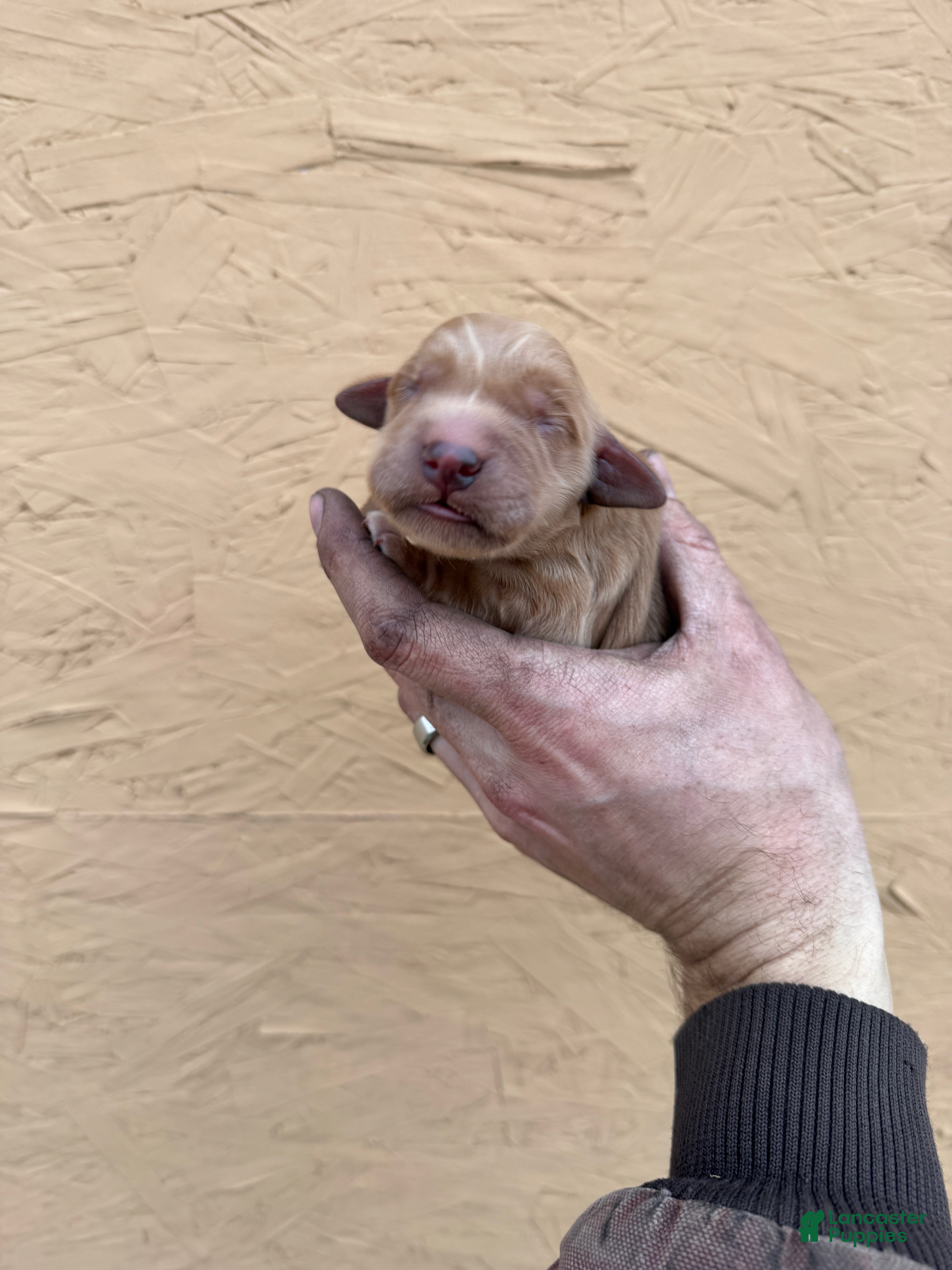 Golden Retriever dogs Bo - AKC, Genetically Clear - Ad 2