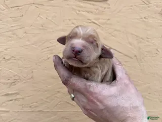 Golden Retriever dogs Bo - AKC, Genetically Clear - Ad 2