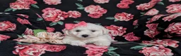 Bichon Frise dogs for sale: Brea - Ad 5