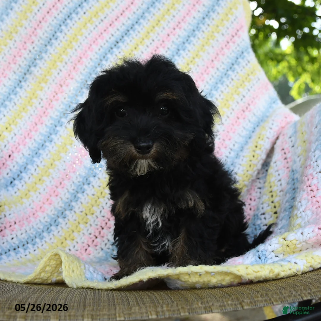 Havapoo dogs for sale: Sprinkle - Ad 1