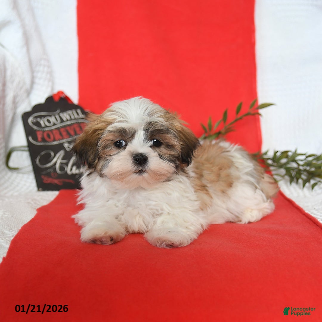 Malshi dogs for sale: Sydney - Ad 3