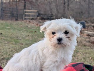 Maltese dogs Maltese Puppy 2 - Ad 7