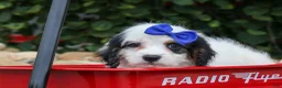 Cavapoo dogs for sale:  Parker🐾 - Ad 9