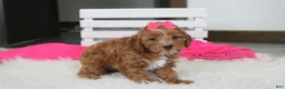 Cockapoo dogs for sale: Felicity  - Ad 14