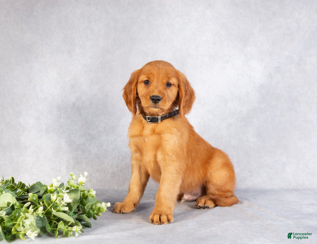 Miniature Golden Retriever dogs for sale: Dominic - Ad 4