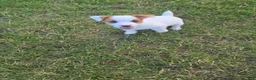 Jack Russell Terrier dogs for sale: Jack Russell Terrier 2 - Ad 5