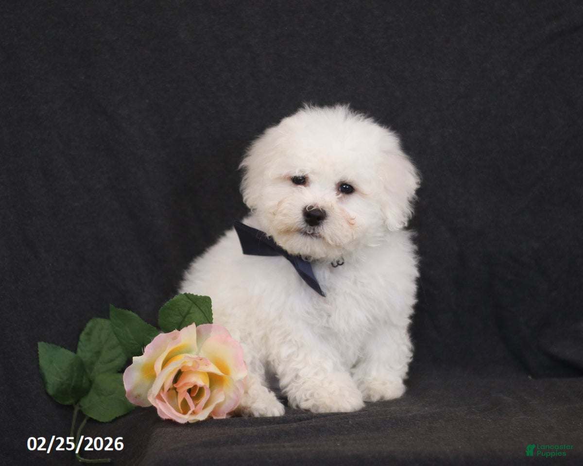 Bichon Frise dogs Brad  - Ad 2