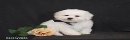 Bichon Frise dogs for sale: Brad  - Ad 2