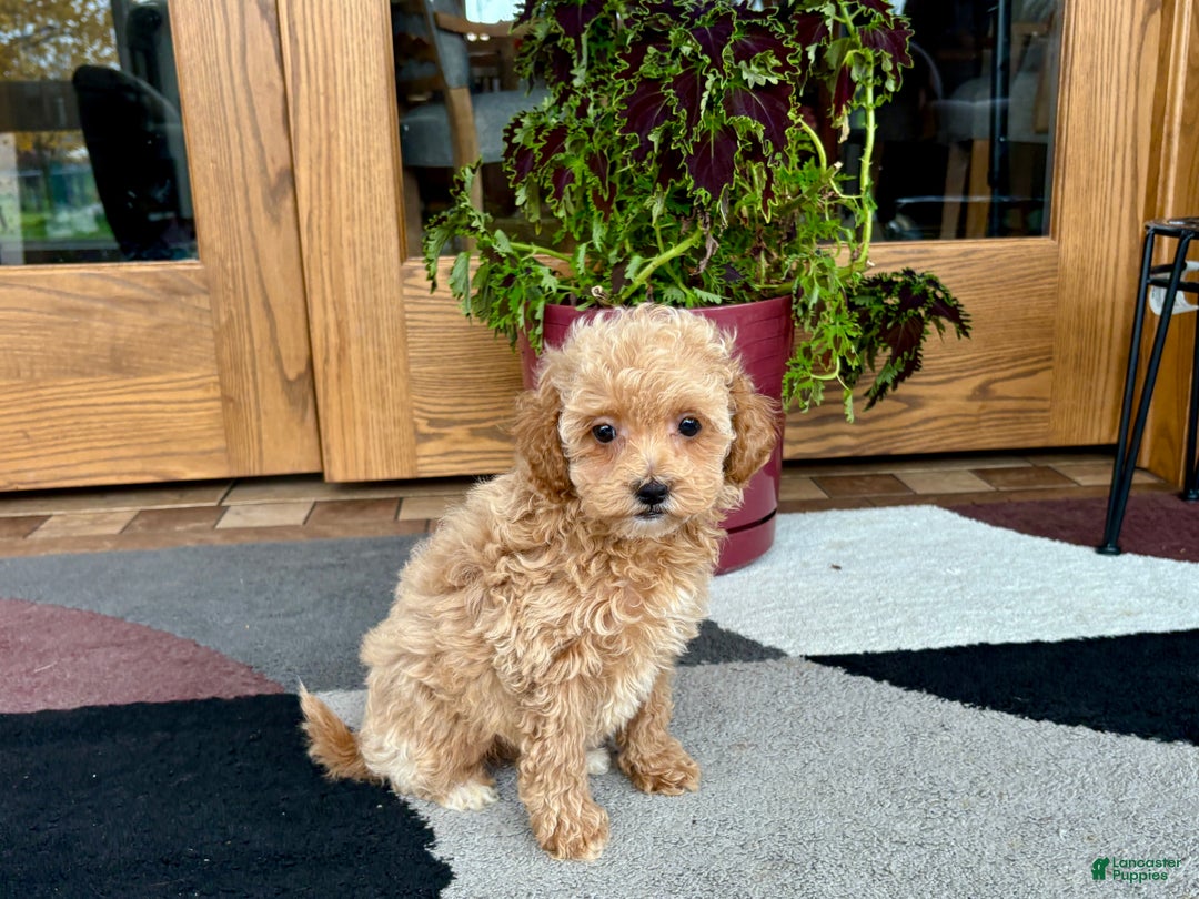 Maltipoo dogs for sale: Maltipoo Puppy 2 female - Ad 4