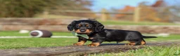 Miniature Dachshund dogs for sale: Leo - Ad 4