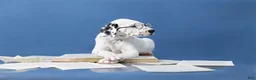 Dalmatian dogs for sale: Dalmatian Puppy 1 - Ad 2