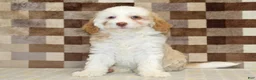 Mini Bernedoodle dogs for sale: Hanna - Ad 3