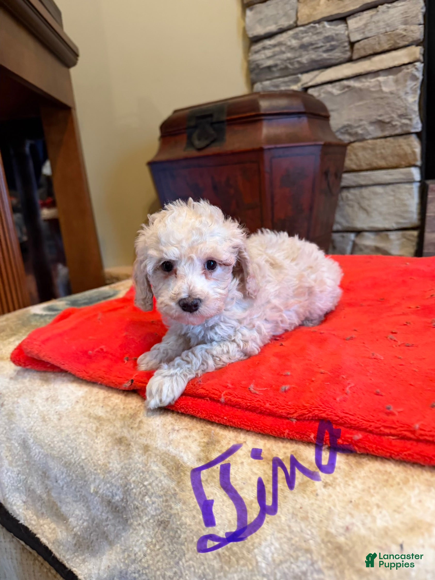 Miniature Poodle dogs Tina - Ad 2