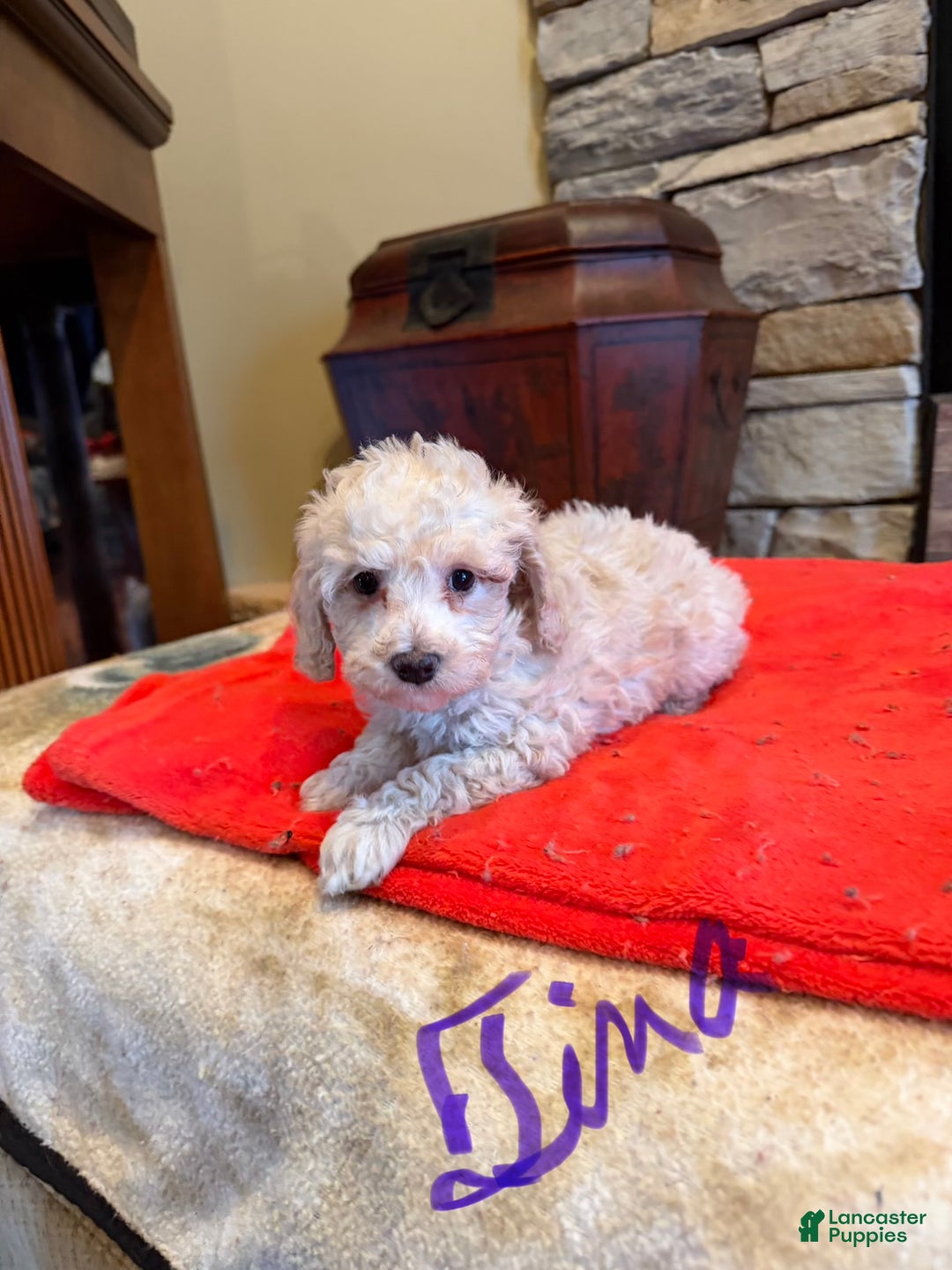 Miniature Poodle dogs for sale: Tina - Ad 1