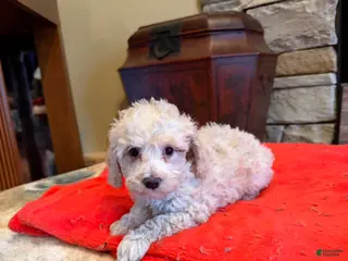 Miniature Poodle dogs Tina - Ad 42