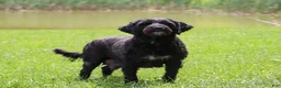 Portuguese Water Dog dogs for sale: Carson - Ad 9