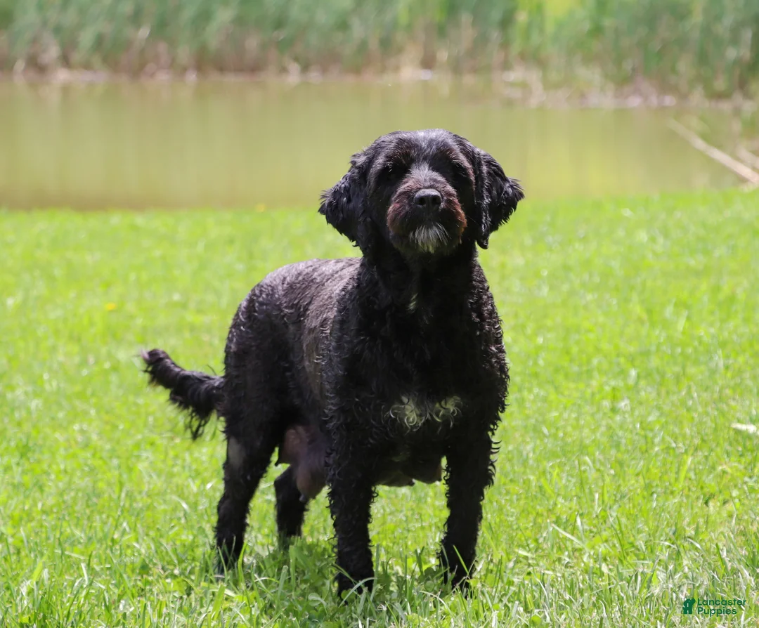 Portuguese Water Dog dogs for sale: Carson - Ad 9