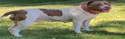 American Pit Bull Terrier dogs for sale: American Pit Bull Terrier 6 - Ad 2