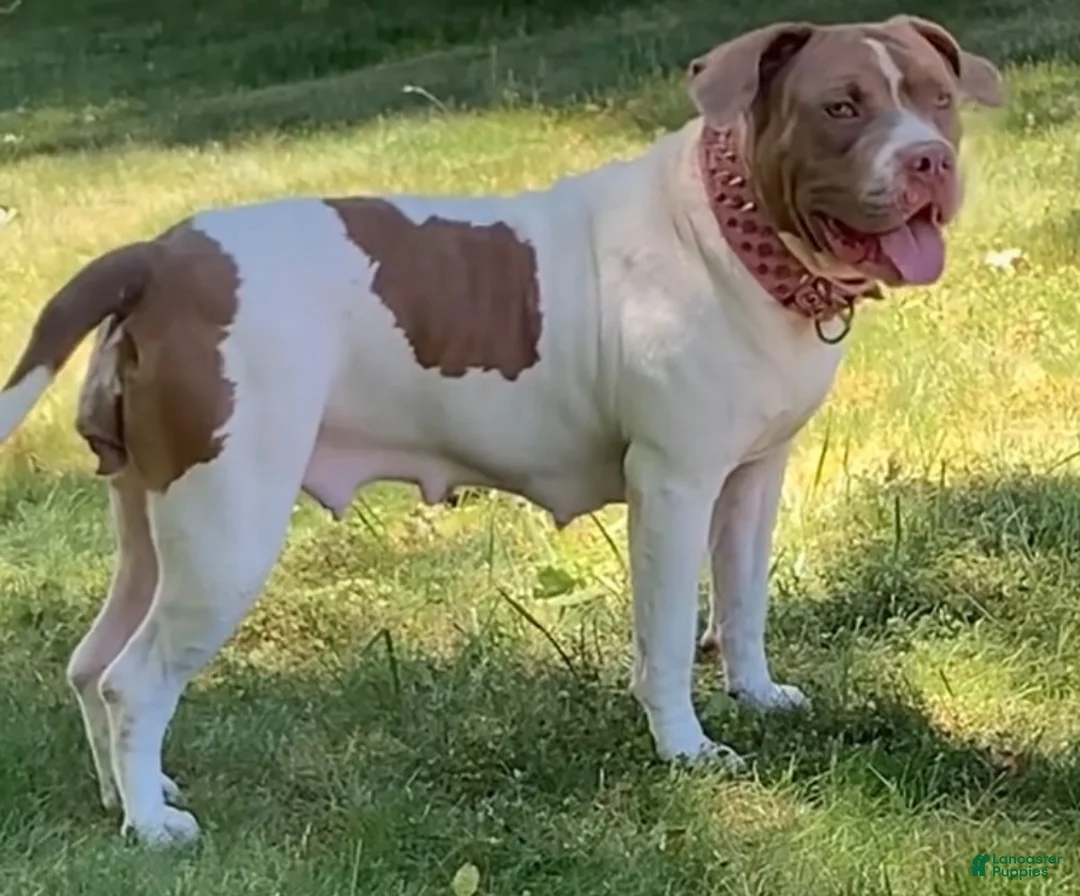 American Pit Bull Terrier dogs for sale: American Pit Bull Terrier 6 - Ad 2