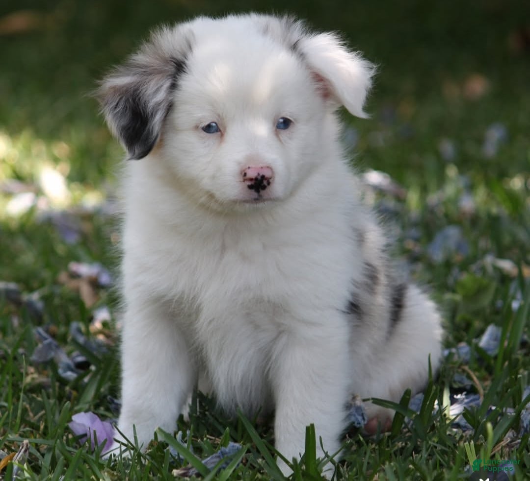 Miniature Australian Shepherd dogs Frosty  - Ad 1