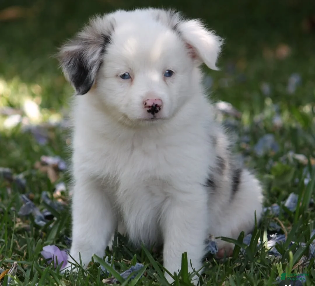 Miniature Australian Shepherd dogs for sale: Frosty  - Ad 1