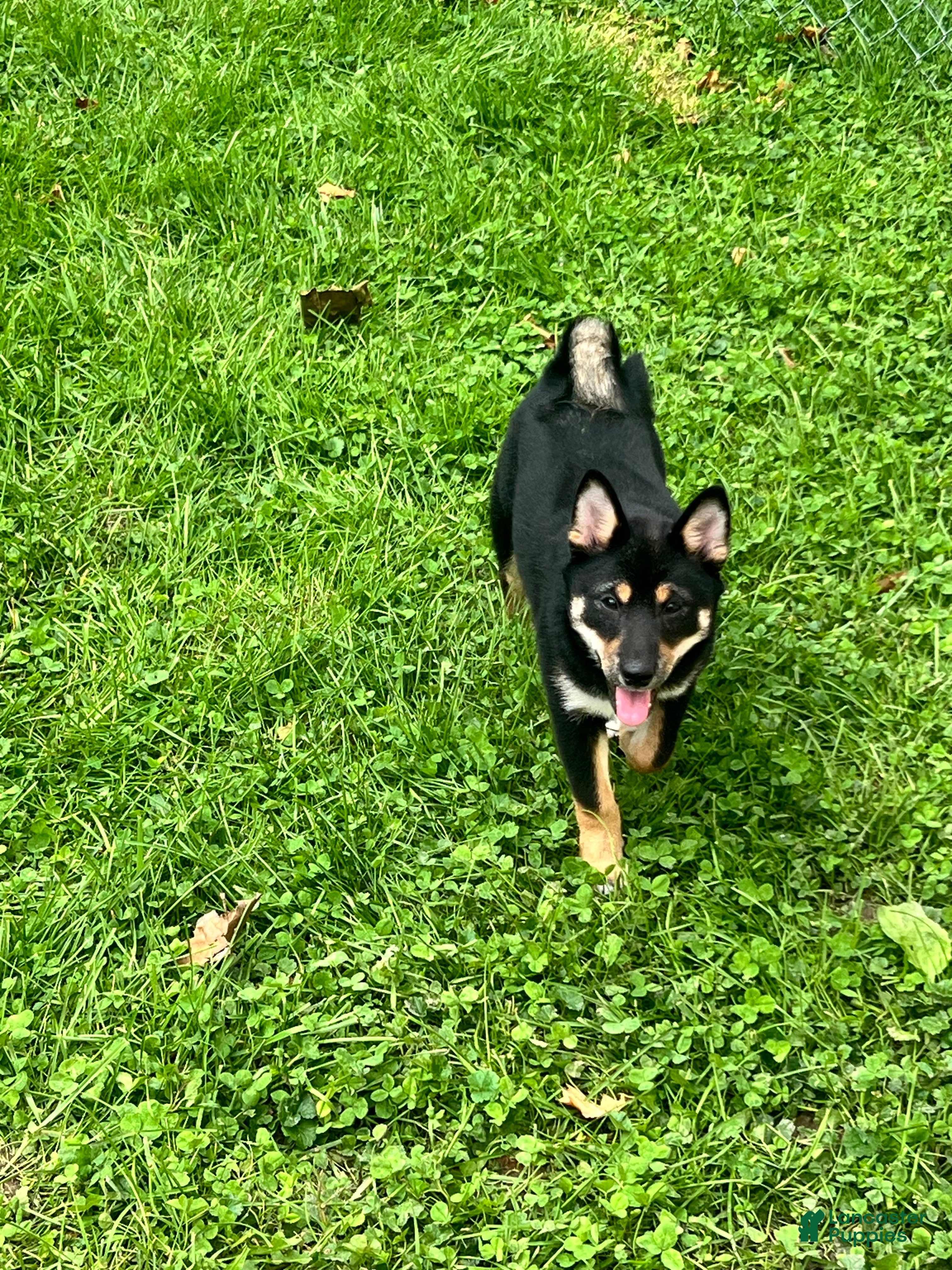 Shiba Inu dogs Suki - Ad 6
