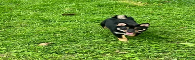 Suki