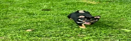 Shiba Inu dogs for sale: Suki - Ad 1