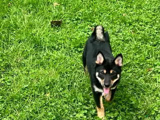 Shiba Inu dogs Suki - Ad 35