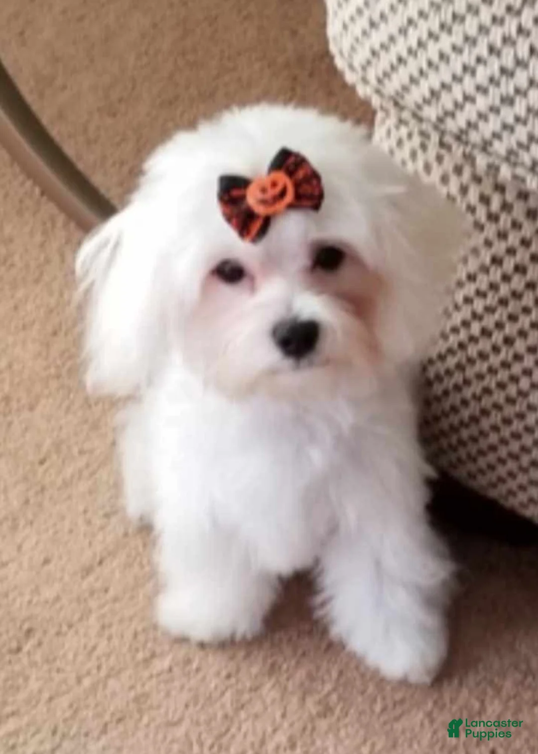 Maltipoo dogs for sale: Max - Ad 4