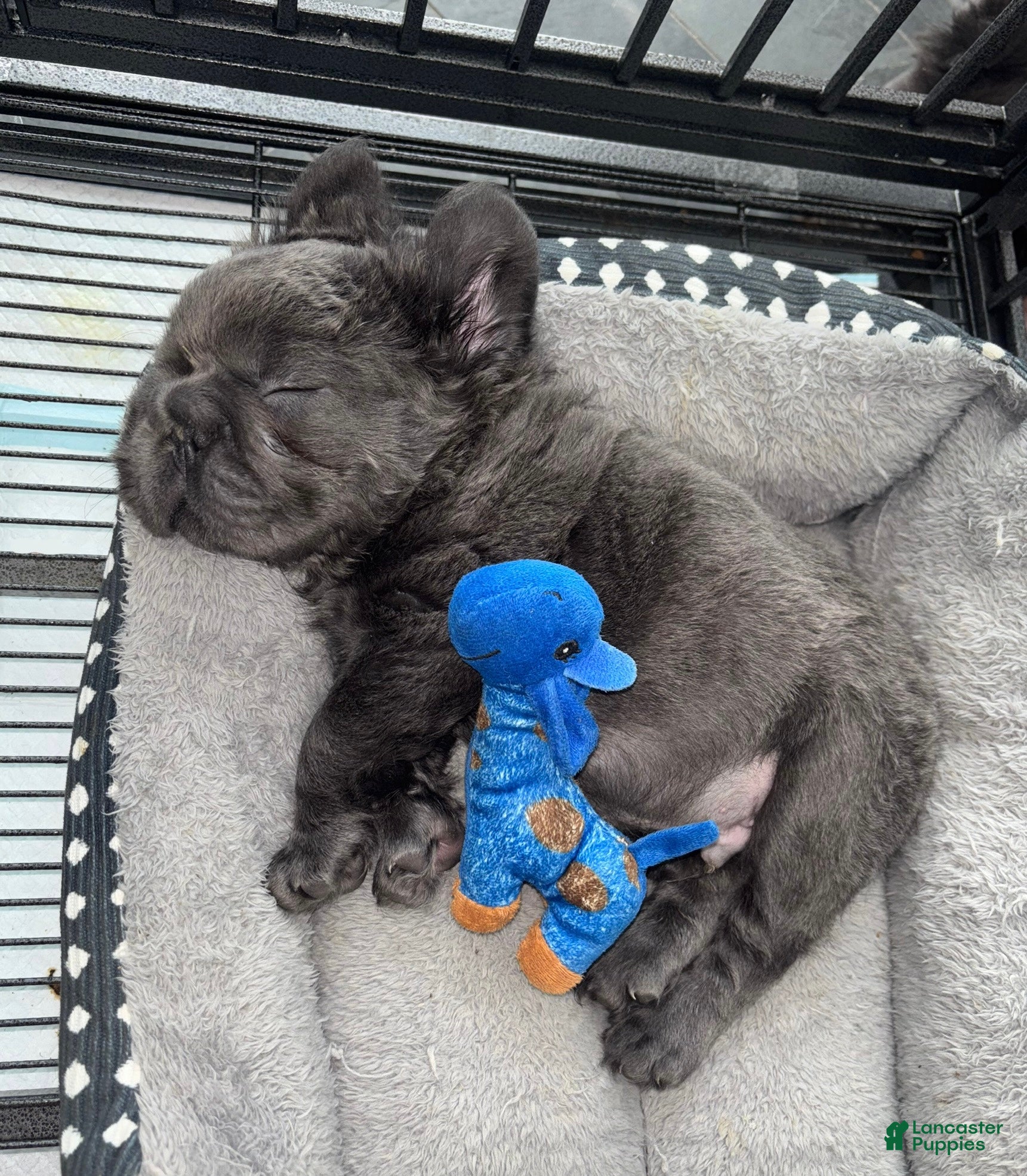 French Bulldog dogs Sonny - Ad 24