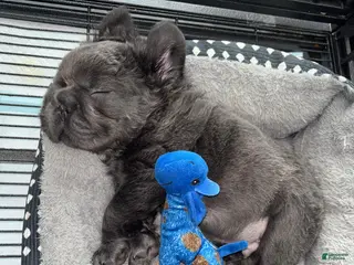 French Bulldog dogs Sonny - Ad 24