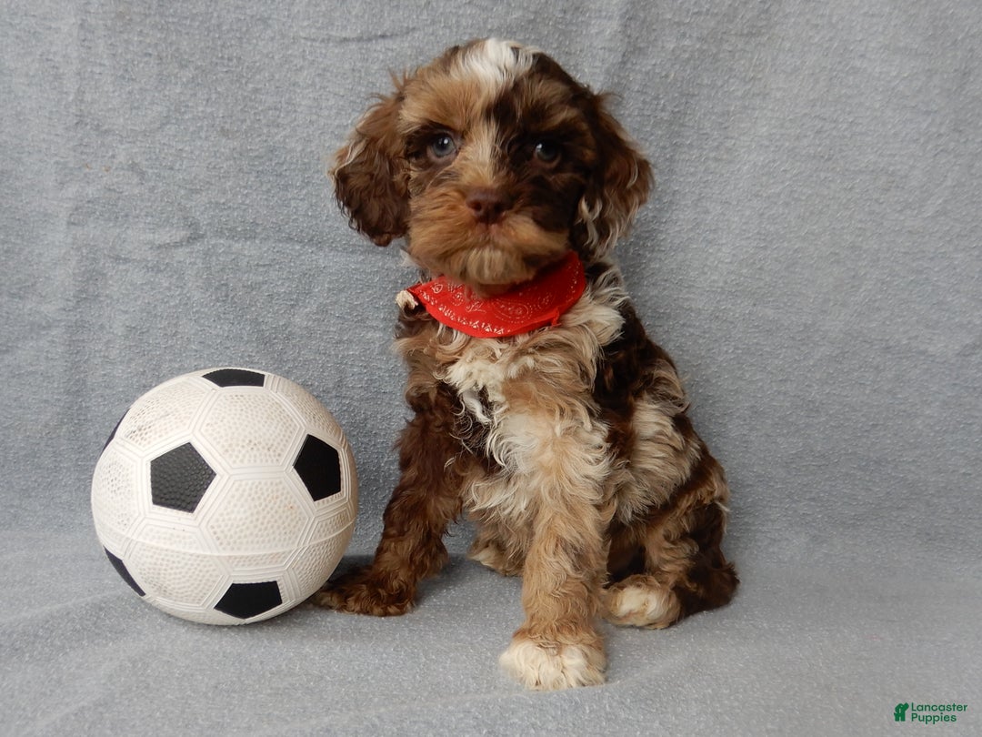 Cockapoo dogs for sale: Royal - Ad 2