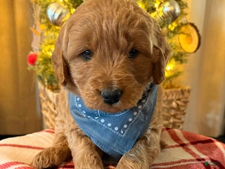 Mini Goldendoodle dogs Maverick - Ad 9