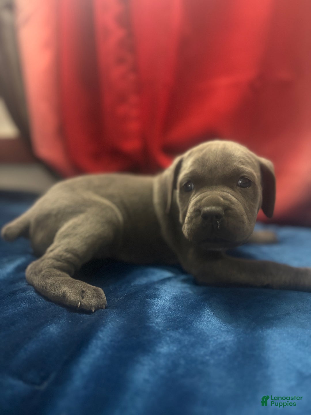 Cane Corso dogs for sale: Thor - Ad 2