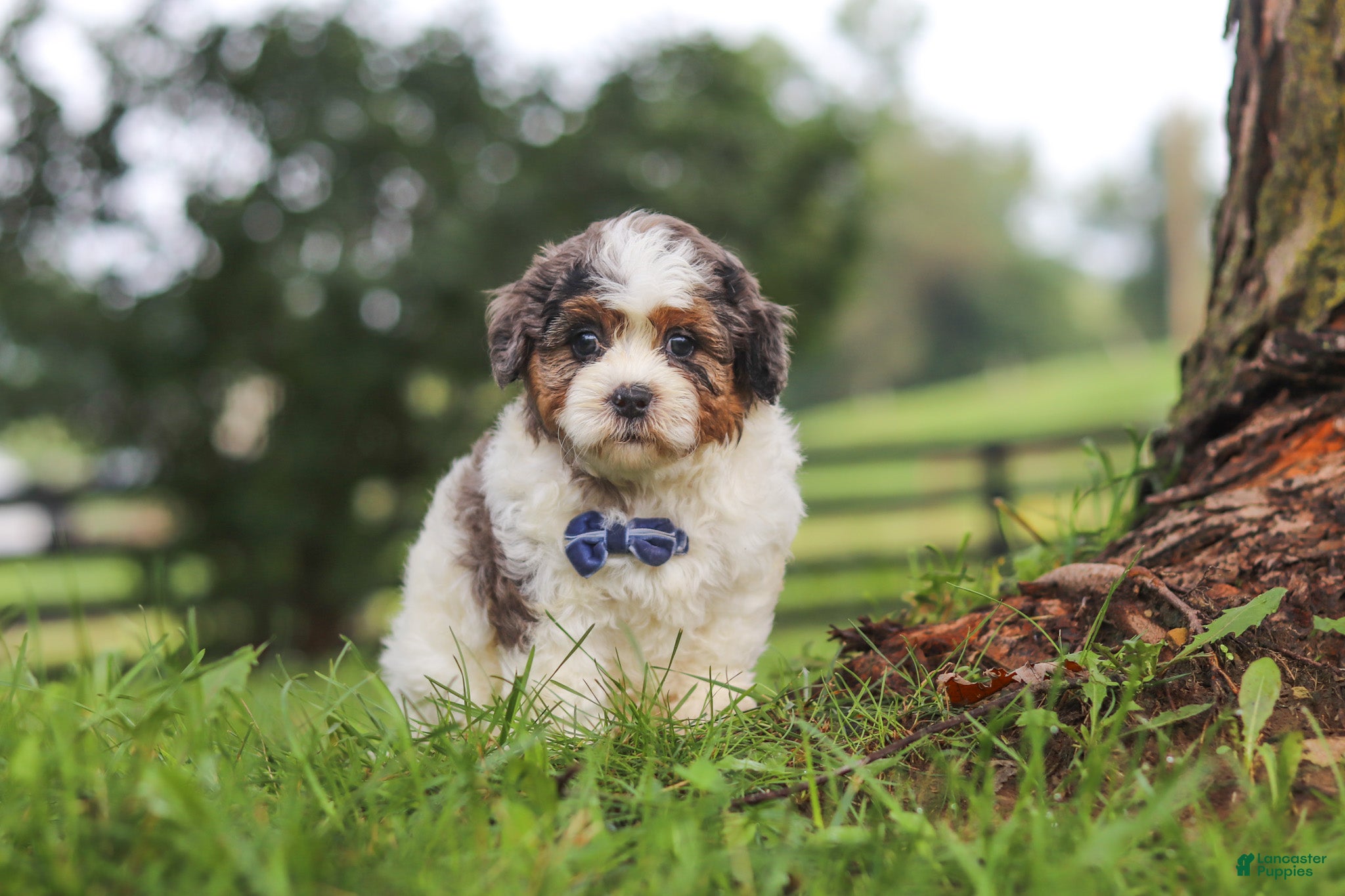 Shihpoo dogs Teddy - Ad 2