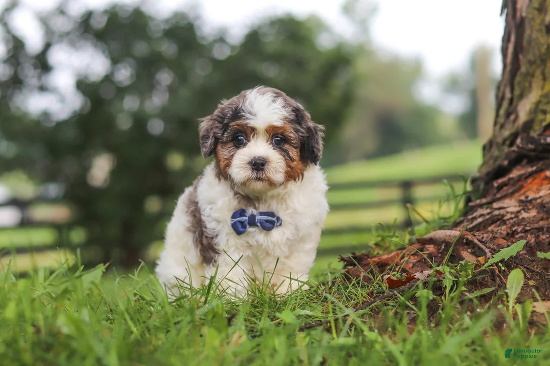 Shihpoo dogs for sale: Teddy - Ad 2