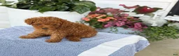 Toy Poodle dogs for sale: Mickey - Ad 6