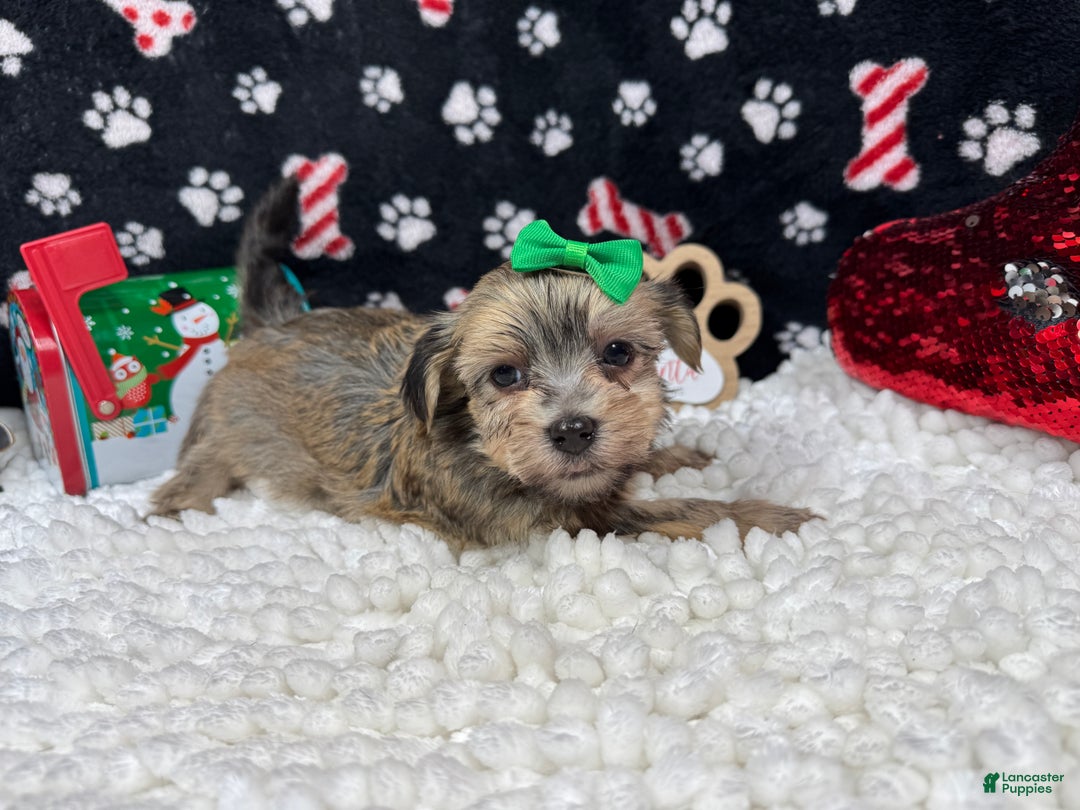 Havanese dogs for sale: Havanese Puppy 2 - Ad 2
