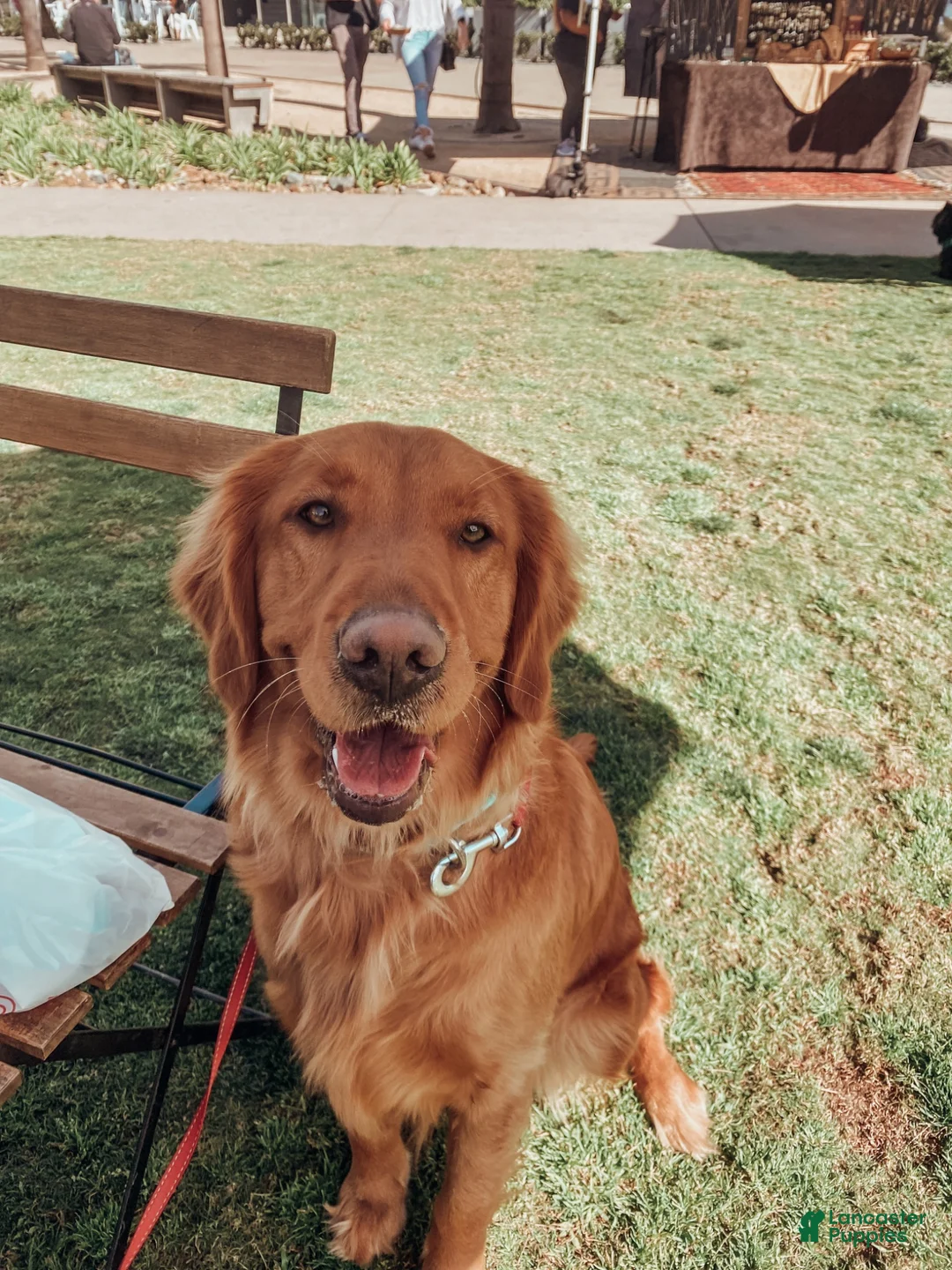 Golden Retriever dogs for sale: Orange puppy - Ad 7
