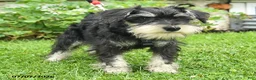 Miniature Schnauzer dogs for sale: Garrett - Ad 4