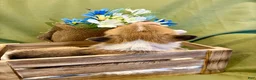 Welsh Corgi Pembroke dogs for sale: Dino (Red Collar) - Ad 5