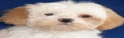 Shihpoo dogs for sale: Pickles - Ad 3