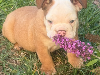 English Bulldog dogs - Ad 35